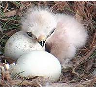 Redtail Hatch 